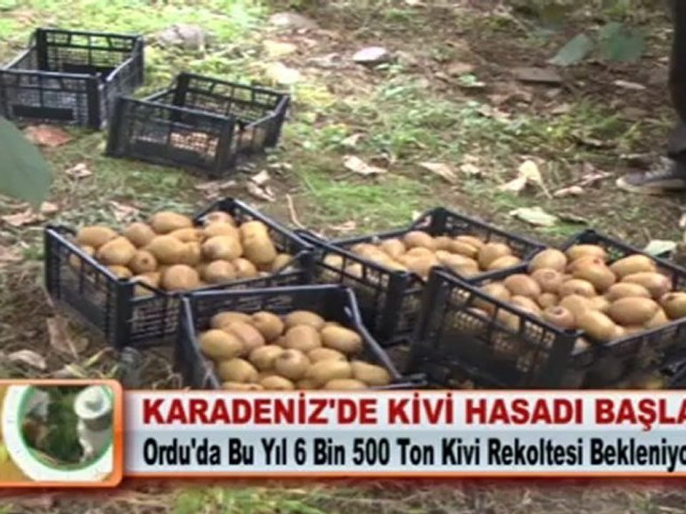 KARADENİZ’DE KİVİ HASADI BAŞLADI