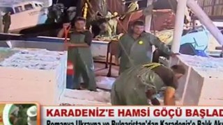 KARADENİZ'E HAMSİ GÖÇÜ BAŞLADI