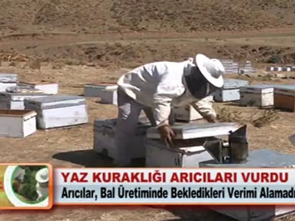 YAZ KURAKLIĞI ARICILARI VURDU
