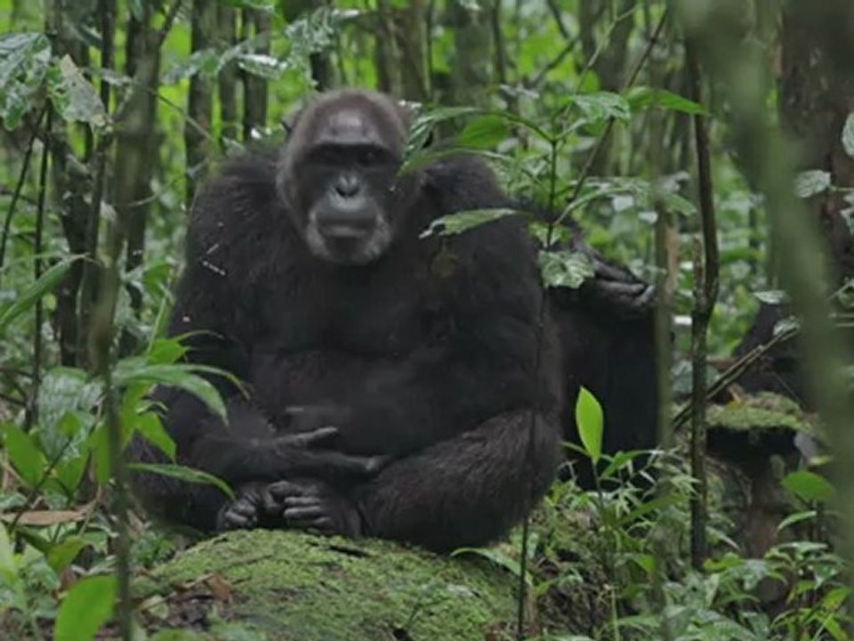 CHIMPANZES - Bande-annonce VF