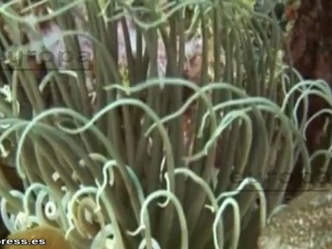 Descubren que hay menos de un millón de especies marinas