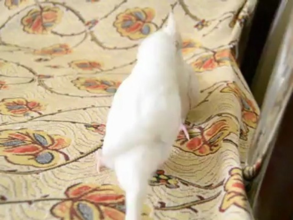 Muhabbetim ve sultanım