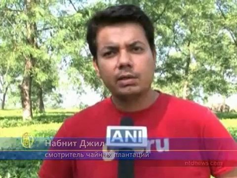 Слоны уничтожают чайные плантации Индии