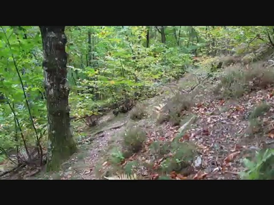 Cèpes d'Ardèche octobre 2012