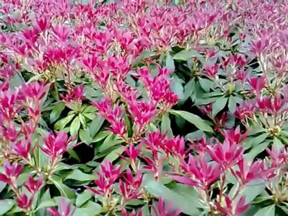 Nazrul Geeti- Jonom Jonom Tobo-  Satinath Mukharjee