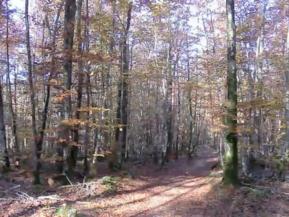 La valses des feuilles