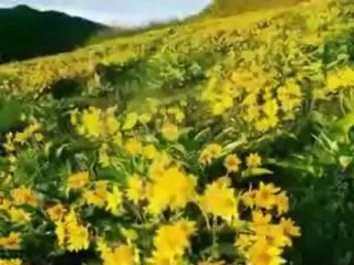 Müziksiz ilahiler 1 - Naksibendi gülüyüz