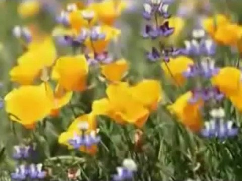 Müziksiz ilahiler 122 - Ya Rasul selam aleyke