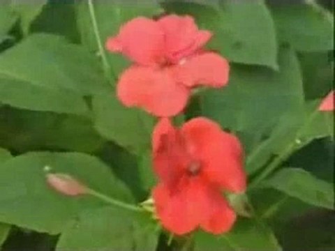 Müziksiz ilahiler 68 - Bana Seni Gerek Seni