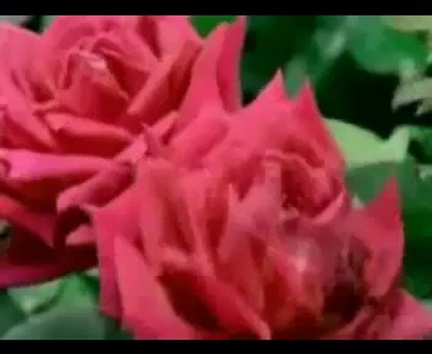 Müziksiz ilahiler 107 - Seyhimin illeri