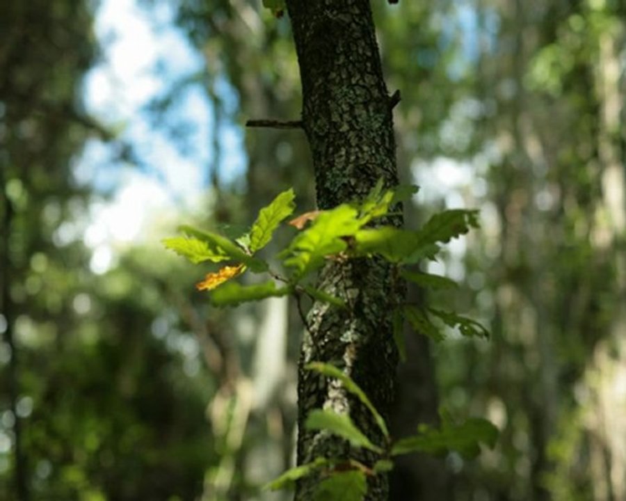 Nature or human beings? (Episode II)