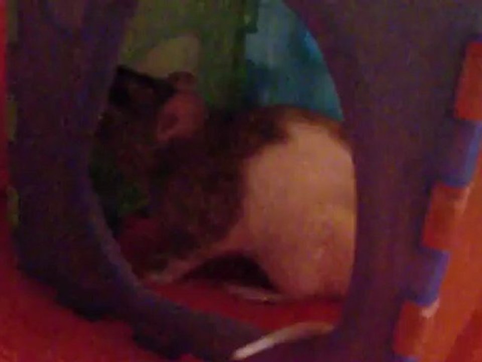 La puce
