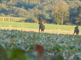 Chevreuils à la fin de l'été