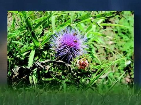 El medi ambient - El medi ambient: un nou mosaic amb quatre temes