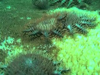 استراليا تنشئ اكبر شبكة من المحميات البحرية في العالم