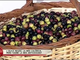TV3 - Divendres - Propietats de l'oliva arbequina i l'oli d'Arbeca
