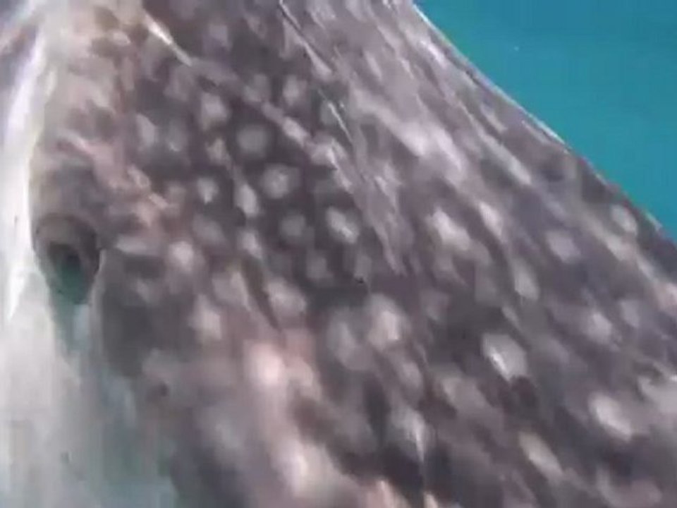 requins baleines Arta