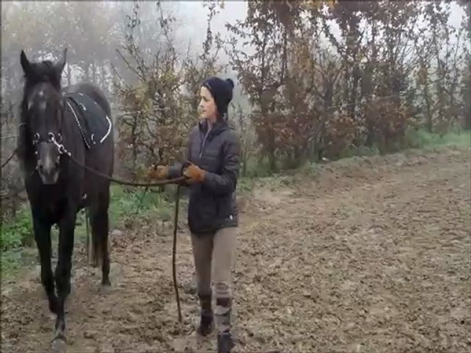 Véga - Novembre 2012