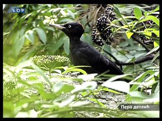 Vikend na istoku, 17. novembar 2012.