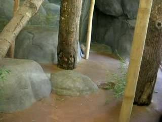 Pandi Panda - Memphis Zoo