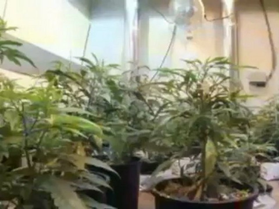 CUI ! ...dans le Colorado , on a le droit de se rouler des joints ??