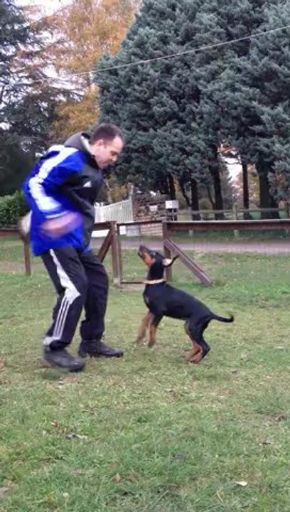 HK du Bois de Liers - 10 semaines ... déjà intéressée par la Frabo lol