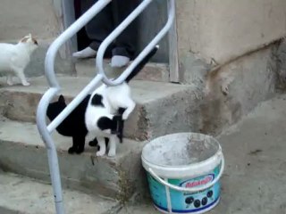 kedi köpek
