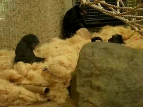 Bonobos - Memphis Zoo