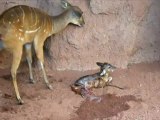 Nace por soprpresa una cría de sitatunga ante los visitantes del zoo de Fuengirola
