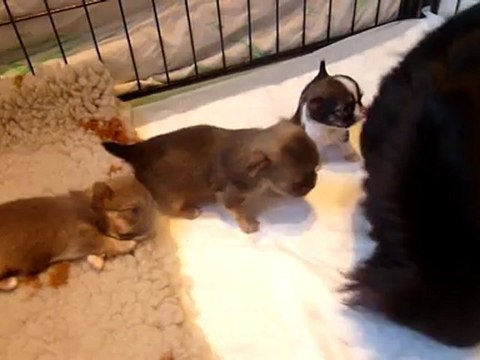 chiot chihuahua extra miniature