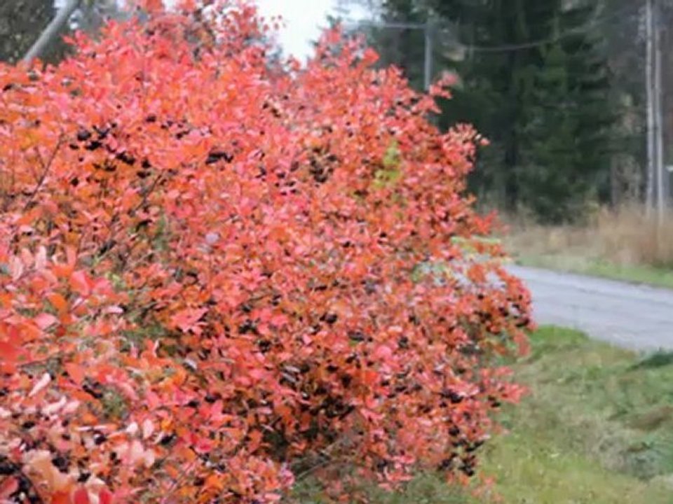 Autumn in Suomi2012