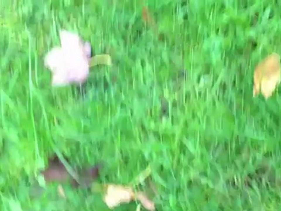 Leaves … in my neighbourhood (grand)