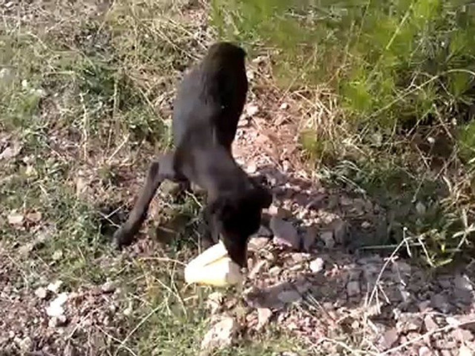 mor küpelilere yazık oluyor
