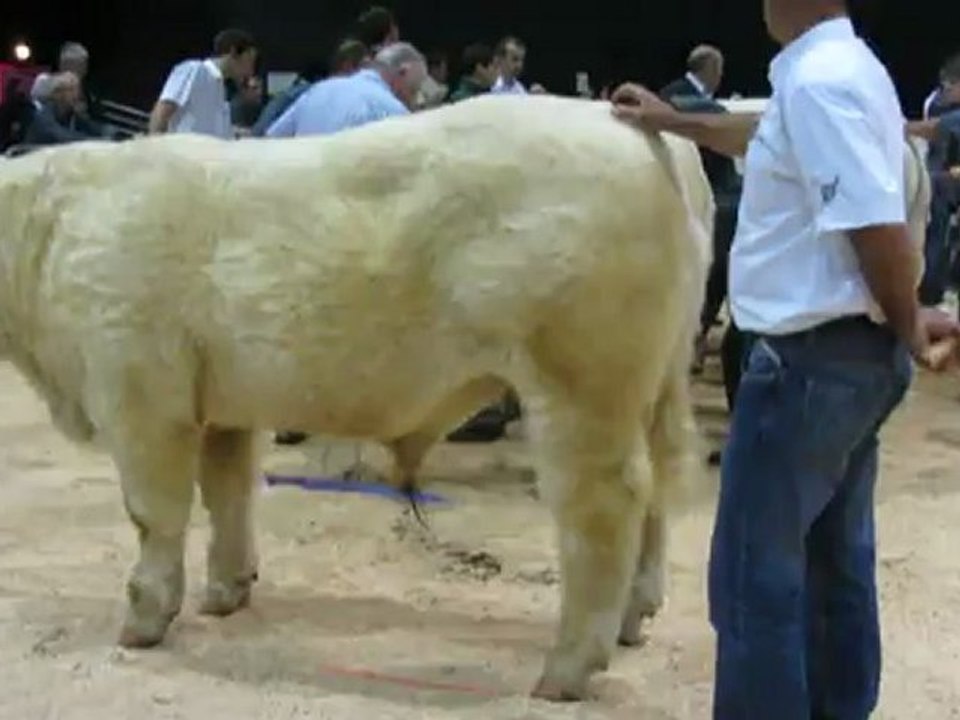 HIT-PARADE SCARABEE2012