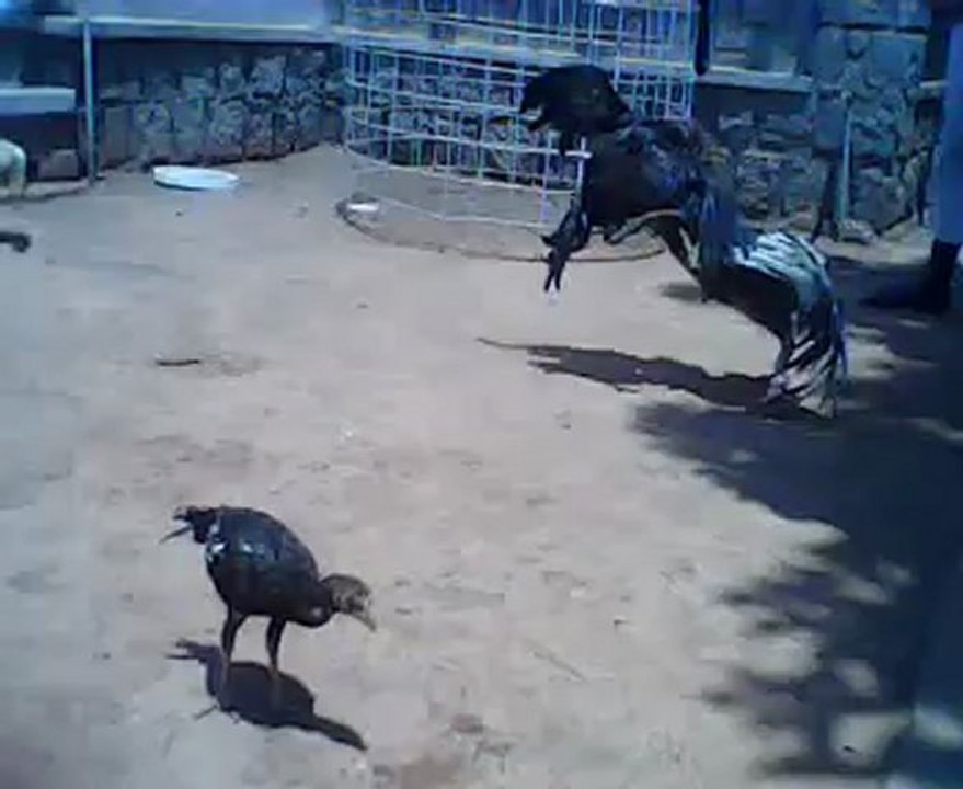 Mozatra vs Karoline