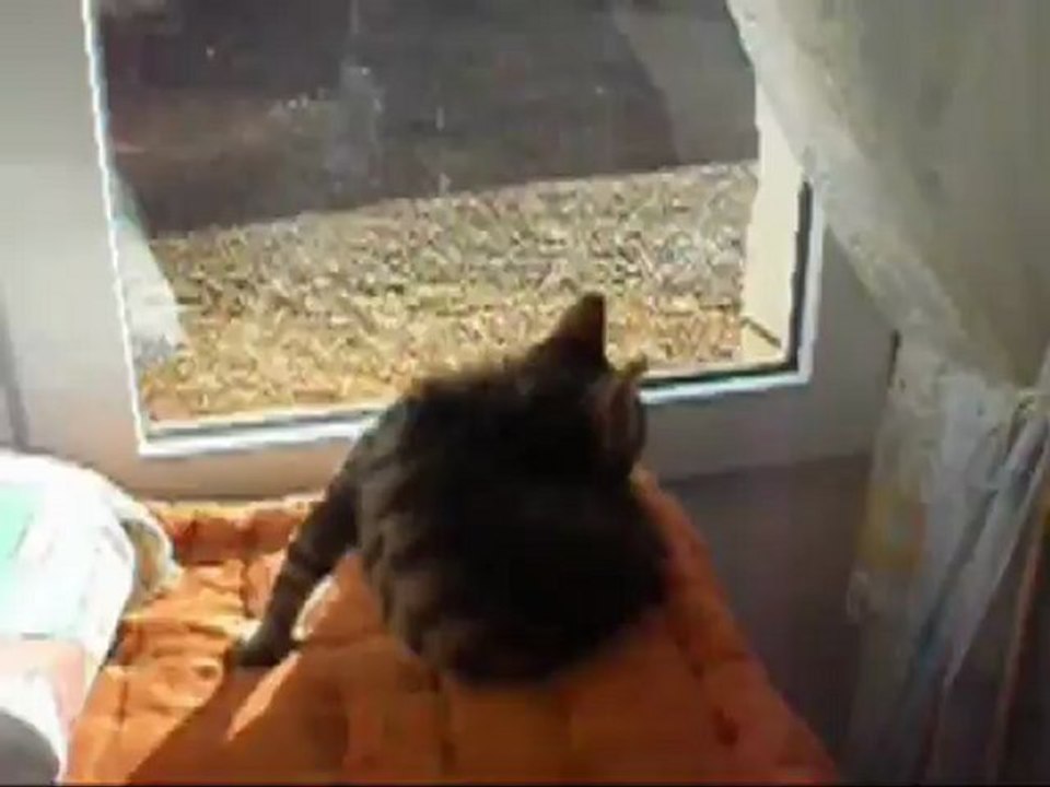 le chat  BENJY et ses betises