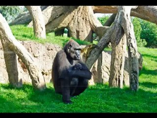 Baby gorilla: The first gorilla born in Bioparc Valencia (2012)