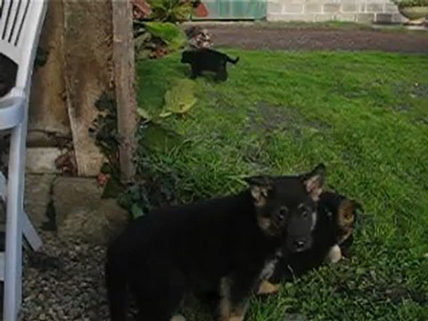chiots burkina et far-west le 19/11/2012