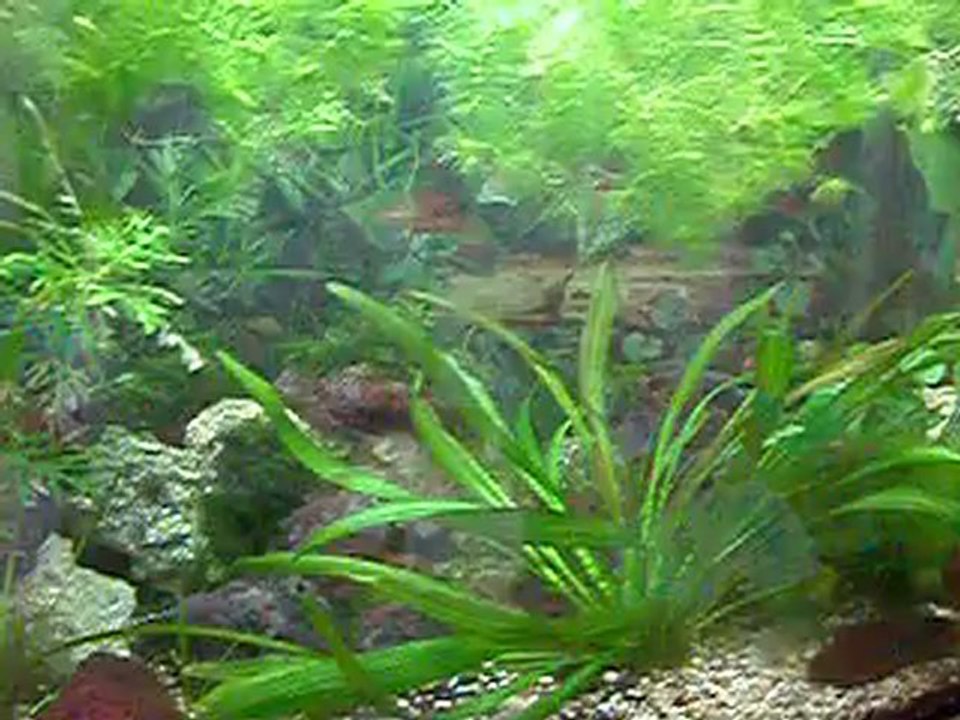 crevettes red cherry