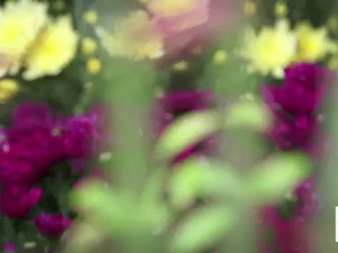 Les fleurs d'isis, Fleuriste créateur à Breuillet (17), Charente-Maritime en Poitou-Charentes
