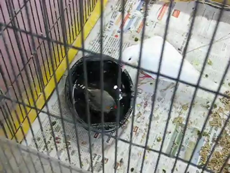 Pompon prend son bain