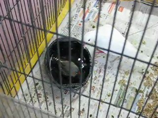 Pompon prend son bain