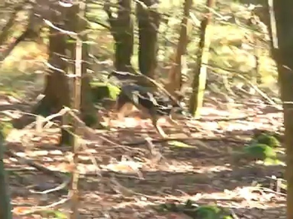 petit entrainement pistage