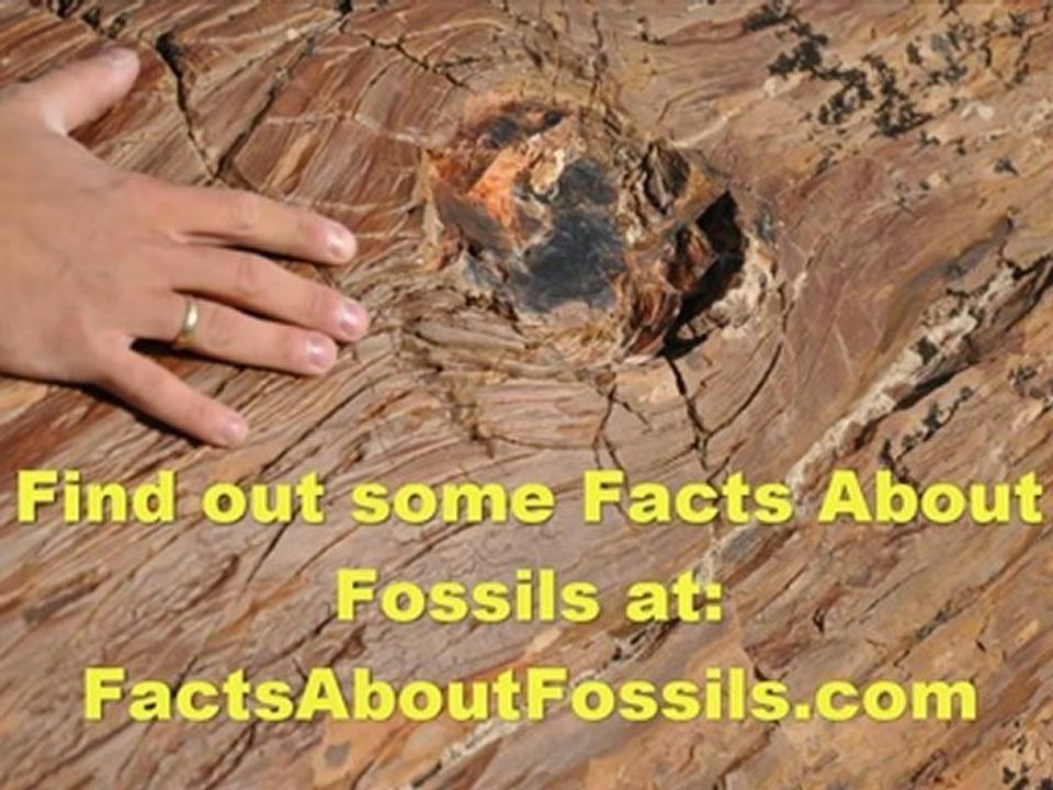 Finding Facts About Fossils Made Easy