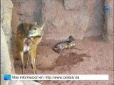 Nace por sorpresa una cría de sitatunga ante los visitantes del zoo de Fuengirola