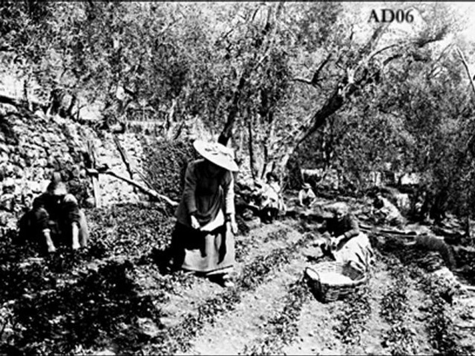 Témoignage partie 3 – Constant Viale et le passé agricole du pays de Grasse  – Corpus ‘’MIP -Grasse’’