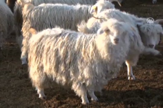 Tiftik keçisi koruma altında