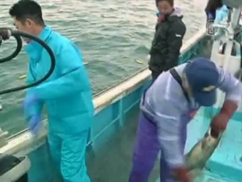 Почему возле «Фукусимы» рыба всё ещё радиоактивна?