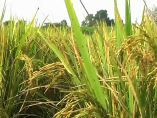 На поля фермеров нападают парнокопытные «боевики»