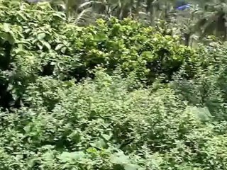 Rabindra Sangeet- Amar Raat Pohalo-  Kishore Kumar